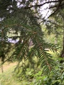 Sitkagran/lutzgran (Picea sitchensis/×lutzii)