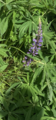 Hagelupin (Lupinus polyphyllus)