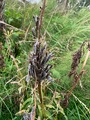 Hagelupin (Lupinus polyphyllus)