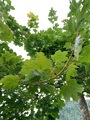 Platanlønn (Acer pseudoplatanus)