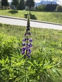 Hagelupin (Lupinus polyphyllus)