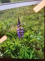 Hagelupin (Lupinus polyphyllus)