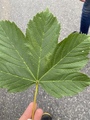 Platanlønn (Acer pseudoplatanus)