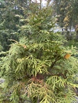 Tuja (Thuja occidentalis)