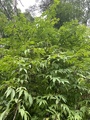 Rødhyll (Sambucus racemosa)