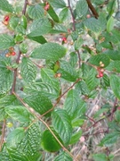 Bulkemispel (Cotoneaster bullatus)