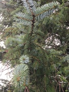 Sitkagran/lutzgran (Picea sitchensis/×lutzii)