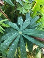 Hagelupin (Lupinus polyphyllus)