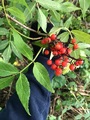 Rødhyll (Sambucus racemosa)