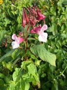 Kjempespringfrø (Impatiens glandulifera)