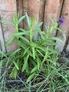 Honningknoppurt (Centaurea montana)