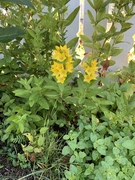 Fagerfredløs (Lysimachia punctata)