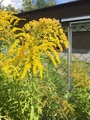 Kanadagullris (Solidago canadensis)