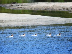 Goosander (Mergus merganser)
