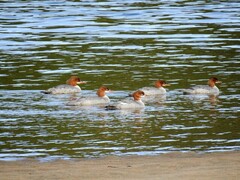 Goosander (Mergus merganser)