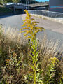 Kanadagullris (Solidago canadensis)