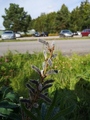 Hagelupin (Lupinus polyphyllus)