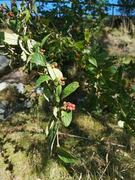 Bulkemispel (Cotoneaster bullatus)