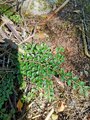 Krypmispel (Cotoneaster horizontalis)