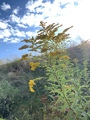 Kanadagullris (Solidago canadensis)