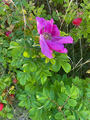 Rynkerose (Rosa rugosa)