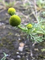 Tunbalderbrå (Matricaria matricarioides)