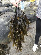 Sagtang (Fucus serratus)