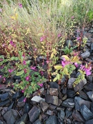 Kjempespringfrø (Impatiens glandulifera)