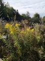 Kanadagullris (Solidago canadensis)