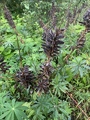 Hagelupin (Lupinus polyphyllus)