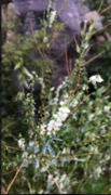 Hvitsteinkløver (Melilotus albus)