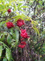 Rødhyll (Sambucus racemosa)