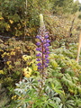 Hagelupin (Lupinus polyphyllus)