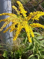 Kanadagullris (Solidago canadensis)