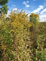 Kanadagullris (Solidago canadensis)