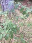 Bulkemispel (Cotoneaster bullatus)