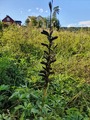 Hagelupin (Lupinus polyphyllus)