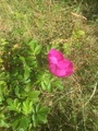 Rynkerose (Rosa rugosa)