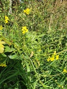 Russekål (Bunias orientalis)