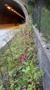 Kjempespringfrø (Impatiens glandulifera)