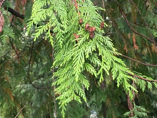 Tuja (Thuja occidentalis)