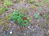 Hagelupin (Lupinus polyphyllus)