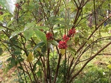 Rødhyll (Sambucus racemosa)