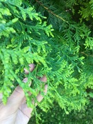 Tuja (Thuja occidentalis)