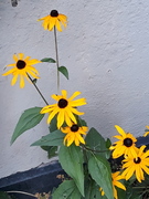 Gjerdesolhatt (Rudbeckia laciniata)