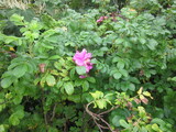 Rynkerose (Rosa rugosa)