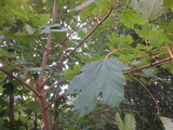 Platanlønn (Acer pseudoplatanus)