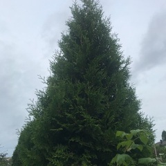 Tuja (Thuja occidentalis)