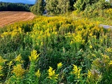 Kanadagullris (Solidago canadensis)