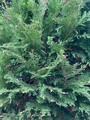 Lawsonsypress (Chamaecyparis lawsoniana)